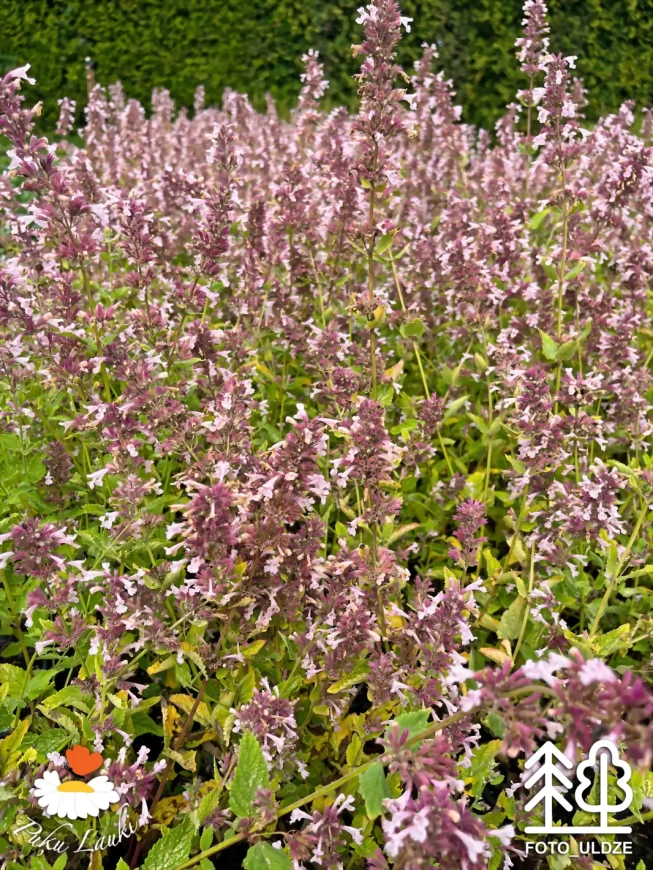 Nepeta grandiflora   'Dawn to Dusk'
